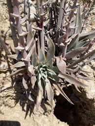 Image result for Landolphia lanceolata