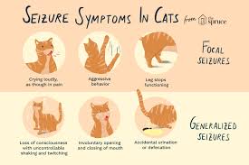 What are the signs of a dog having a seizure. Seizures In Cats Symptoms Causes And Treatment