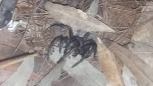 We did not find results for: Terrifying Moment A Huge Trapdoor Spider Emerges From It S Hole Daily Mail Online