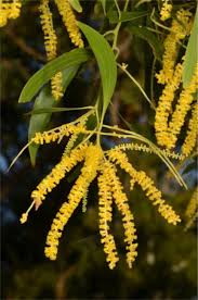 Image result for Acacia auriculiformis