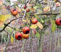 This gives the tree an unusual, crooked appearance, which is stunning. Fruit Trees What Fruit Tree Has Thorns