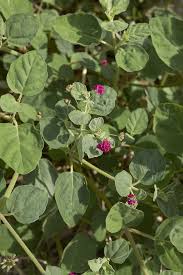 Image result for Boerhavia repens
