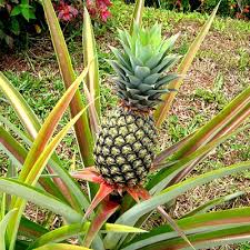 Planting pineapple tops is a fantastic way to create an exotic looking succulent and cultivate your own firstly, whilst the root system of the pineapple plants is small, the more space that you allow this plant won't do well with a lot of water, and it only needs 20 inches of rainfall per year to thrive as. Buy Pineapple Plant Online At Cheap Price On Plantsguru Com