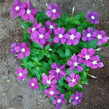Tanaman vinca bunga vinca juntai memperbanyak tanaman vinca bunga vinca ungu bunga vinca layu manfaat bunga vinca видео pemangkasan tanaman vinca muda канала inspirasi berkebun. Griyo Sekar Bunga Vinca Jenis Tegak Tanaman Terbaru Agustus 2021 Harga Murah Kualitas Terjamin Blibli