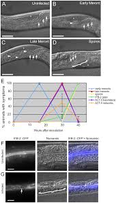 Icn biomedicals) in drinking water ad libitum. Plos Pathogens Non Lytic Actin Based Exit Of Intracellular Parasites From C Elegans Intestinal Cells