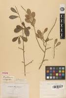 Image result for Erythroxylum emarginatum