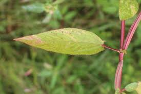 Image result for Corchorus aestuans