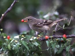 Some people even eat ants. Airborne Gut Action Primes Wild Chili Pepper Seeds Uw News