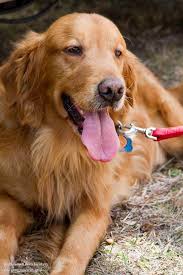 Thornton is an amazing boy! Craigslist Golden Retriever
