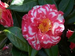 Pin On My Flower Dome Red
