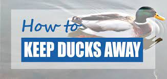 They begin to dominate your water features and damage your garden, whilst polluting your property with their faeces; How To Keep Ducks Away From A Garden Pond Quick Easy Methods Pond Informer