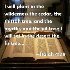 Image result for shittah tree pictures