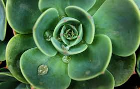 Theophrastus was the first to use the word cactus: Here S Why Cactus Water Belongs In Your Skincare Routine Cactus Water Skincare Products