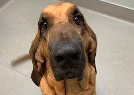 At madison veterinary hospitals your pets are part of our family where we will love and care for your pet as much as you do? Countryside Animal Clinic Madison Veterinarians