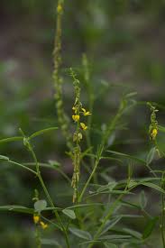 Image result for Crotalaria sphaerocarpa