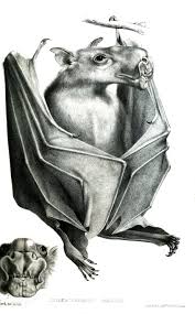 Hammer Headed Bat Wikipedia