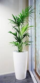 Today i am sharing ideas of making a statement with plants all throughout the house. Indoor Plant Design Consultation Prestigious Plantscapes