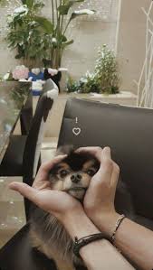  Yeontan Cute Binatang Anak Anjing Bayi Hewan