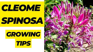 Image result for Cleome spinosa