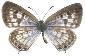 Image result for Indigofera subargentea