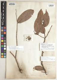 Image result for Uvariastrum germainii