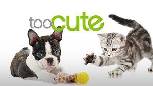 Animal Planet Official Site Animal Planet Animal Tv Animals