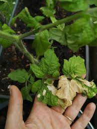 We did not find results for: How Much Cold Can Tomatoes Tolerate Green Thumb Kitchen