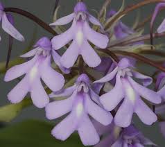 Image result for Cynorkis clarae