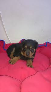 A Kalite Rottweiler Yavrulari A Kalite Rottweiler Yavrulari Kopek Kopekseverler Kopeksahiplendirme Kopekyavrusu E Cute