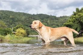 Labrador retriever puppy for sale near oregon, junction city, usa. Is Rover A River Protector Central Oregon Pets Bend The Source Weekly Bend Oregon
