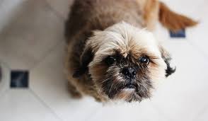 Kindly call for enquiries and bookings. 250 Fantastic Shih Tzu Names My Dog S Name
