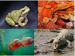 These animals have constant body temperature at all environmental conditions. Difference Between Cold Blooded And Warm Blooded Animals With Comparison Chart Bio Differences