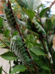 Les papillons ont besoin de soleil pour voler ! Le Jardin Aux Papillons Home Facebook