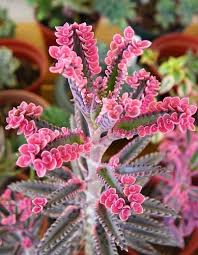 Kalanchoe Pink Butterfly In 2020 Planting Succulents Pink Butterfly Plants