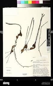 Image result for Aristolochia promissa