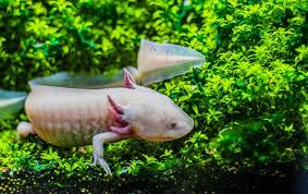 If you want to swap between colors you can by picking them up in a bucket and replacing them. Axolotl Colors 15 Types Of Axolotl Morphs Pictures Everything Reptiles