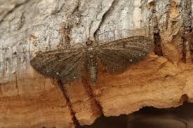 Image result for Eupithecia tripunctaria