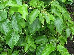 Image result for Gouania scandens
