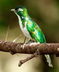 Vips Bird Pet Birds Beautiful Birds