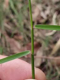 Image result for Entolasia