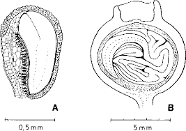 Image result for Ochthocharis