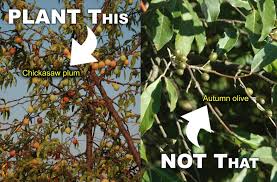 This segment demonstrates an easy and inexpensive way to protect those trees. Plant This Not That Nda