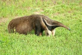 Giant Anteater In Brazil Giant Anteater Giant Anteater Anteater Weird Animals