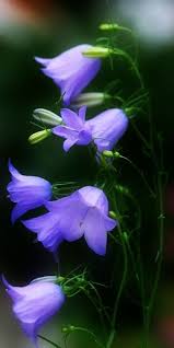 Pin On Flowers