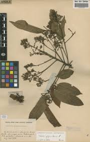 Image result for Secamone dewevrei