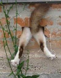 Pin By Jennifer Shew On Generatory Ulybok Smile Funny Animals Cats Funny Cats Dog Cat