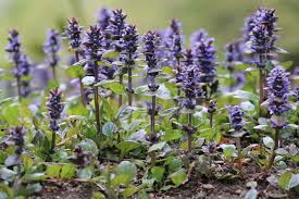 Herzlich willkommen beim blumenlexikon online! Blumenarten Von A Z Das Lexikon Mit 50 Blumensorten Hausgarten Net