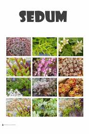 Check spelling or type a new query. Sedum The Versatile And Reliable Stonecrop