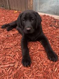 You must have a crate before bringing home a pup. Labrador Retriever Puppies For Sale Chesterfield Mi 298403