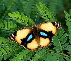 Yellow Pansy Junonia Hierta Coimbatore Tamil Nadu India Butterfly Photos Beautiful Butterflies Butterfly Pictures